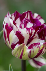 variegated tulip