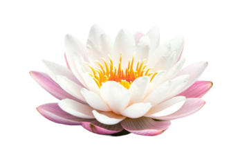Elegant Pink Lotus Flower in Full Bloom with Dew Drops on Petals with isolated on transparent background