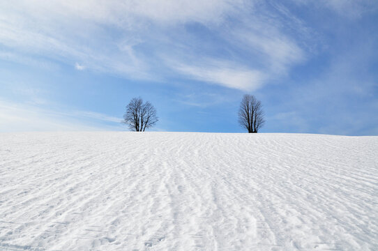 Winter landscape twoo trees white snow