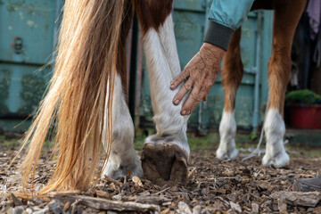 A veterinarian touches the limbs of a horse.