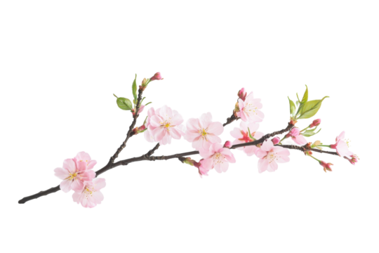 Breathtaking Pink Cherry Blossom Tree in Full Bloom Against a Clear Blue Sky with isolated on transparent background - Powered by Adobe