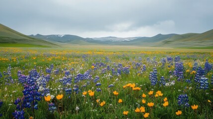 Fototapeta premium Wildflowers growing along the edge of agricultural land