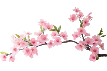 Artistic Watercolor Painting of Cherry Blossoms with Gentle Brush Strokes and a Dreamy Background with isolated on transparent background