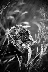 Obraz premium Black and white version of 19749 - Old wooden post covered in lichens and surrounded by grass