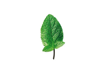 Fresh Mint Leaf with Herb Clip Attached with isolated on transparent background