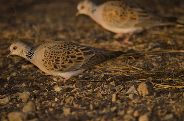 European turtle doves Streptopelia turtur turtur foraging on the ground. Integral Natural Reserve of Inagua. Gran Canaria. Canary Islands. Spain.