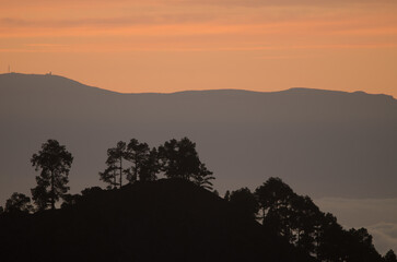 Hill with Canary island pines Pinus canariensis at sunset. The Nublo Rural Park. Tejeda. Gran Canaria. Canary Islands. Spain.