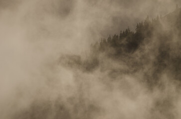 Fototapeta premium Slope covered of forest of Canary Island pine Pinus canariensis in the fog at dawn. The Nublo Rural Park. Tejeda. Gran Canaria. Canary Islands. Spain.