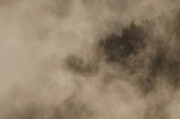 Fototapeta premium Slope covered of forest of Canary Island pine Pinus canariensis in the fog at dawn. The Nublo Rural Park. Tejeda. Gran Canaria. Canary Islands. Spain.