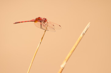 Male red-veined dropwing Trithemis arteriosa. La Lajilla. La Aldea de San Nicolas. Gran Canaria. Canary Islands. Spain.