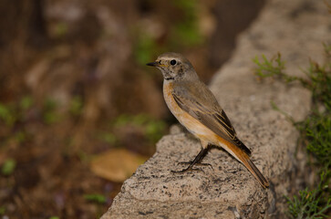 Male common redstart Phoenicurus phoenicurus. Las Palmas de Gran Canaria. Gran Canaria. Canary Islands. Spain.