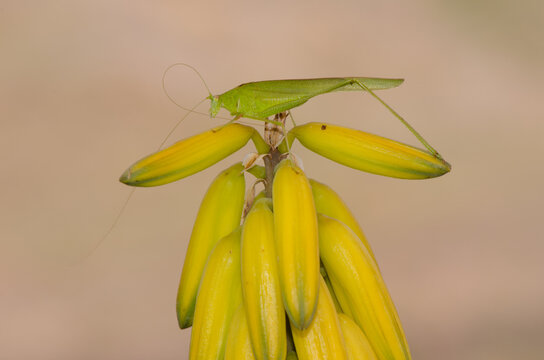 Bush cricket Phaneroptera sparsa on flowers of Aloe vera. Barranquillo Andres. Mogan. Gran Canaria. Canary Islands. Spain.