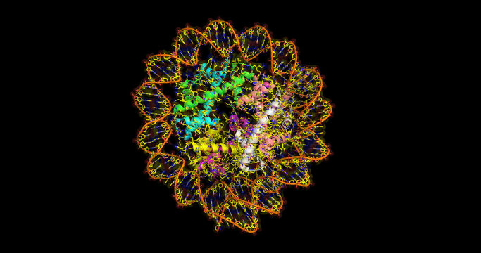 INO80-Hexasome complex, 3D molecule 4k