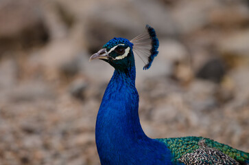Obraz premium Male Indian peafowl Pavo cristatus. Arguineguin ravine. Mogan. Gran Canaria. Canary Islands. Spain.