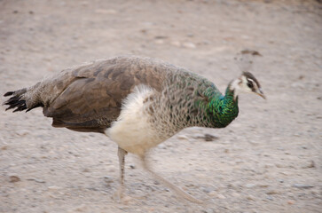 Female Indian peafowl Pavo cristatus walking. Picture blur to suggest movement. Arguineguin ravine. Gran Canaria. Canary Islands. Spain.