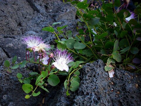 Fiori di cappero su roccia lavica.