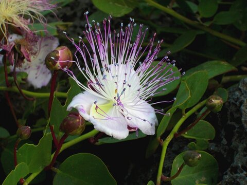 Fiore di cappero in primo piano.