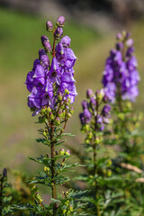 Obraz premium Aconitum napellus, monkshood, aconite, Venus' chariot or wolfsbane, is a species of highly toxic flowering plants in the genus Aconitum of the family Ranunculaceae.