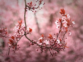 początek wiosny © Renata