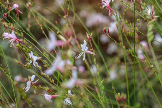 Oenothera lindheimeri, commonly known as Lindheimer's beeblossom, white gaura, pink gaura, Lindheimer's clockweed, and Indian feather, is a species of Oenothera. 