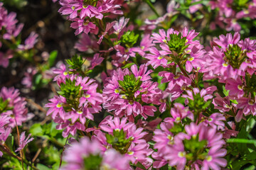 Scaevola aemula, commonly known as the fairy fan-flower or common fan-flower, is a species of flowering plant in the family Goodeniaceae.