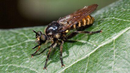 fly on leaf