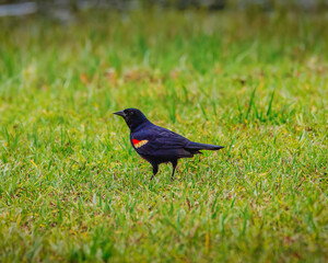 A black bird with red feathers is standing in a grassy field