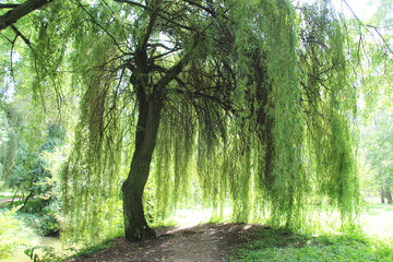 The weeping willow tree (Salix babylonica) adorns parks, squares, and ponds. © orestligetka