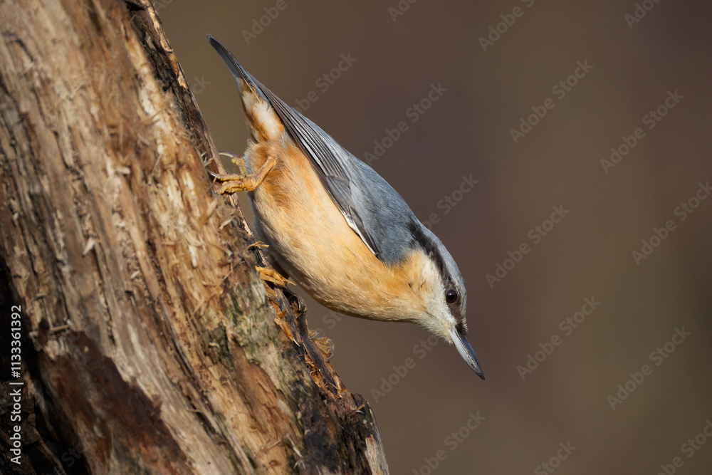 Aufkleber a close up of a nuthatch as it is walking down a tree trunk. The lighting has given it a catchlight in its eye. A natural out of focus background has space for text copy