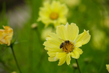 bee on a dandelion