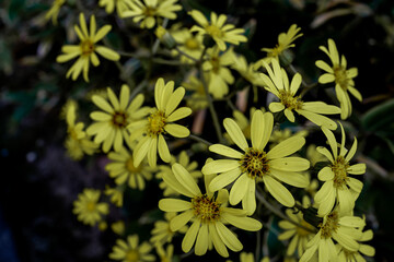 yellow chrysanthemum flowers