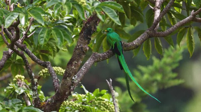 A quetzal in Costa Rica