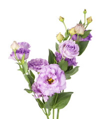 Obraz premium Beautiful violet eustoma flowers with green leaves isolated on white