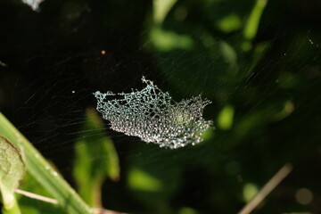 Dew drops are hanging on a spider web.