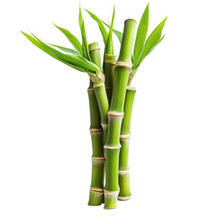 Fototapeta premium Fresh bamboo sprouts sliced and isolated on a clean transparent background for culinary and health uses, Bamboo Sprouts slice isolated on transparent background