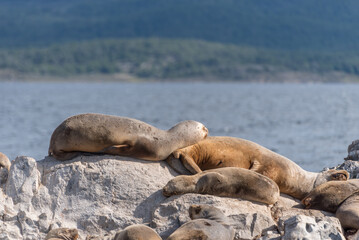 Sea lions resting on rocky shore near Beagle Channel, Ushuaia