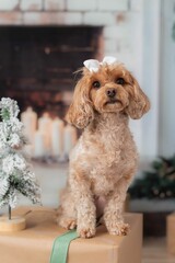Dog with bow in holiday setting