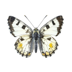 Anthocharis cardamines butterfly displaying vibrant colors against a clean transparent background, Anthocharis cardamines butterfly, isolated on transparent background