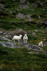 Fototapeta premium Charming White Sheep Grazing on a Rocky Green Pasture Surrounded by Beautiful Hills
