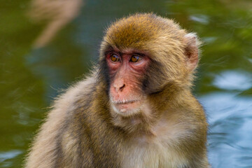 Obraz premium Macaco giapponese ad Arashiyama a Kyoto in Giappone