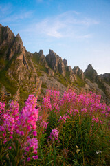 Obraz premium Stunningly Vibrant Wildflowers Blooming Against the Majestic Backdrop of Mountain Peaks