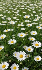 Fototapeta premium Field of blooming white daisy fleabane flowers in the spring meadow, flora, daisy fleabane, nature, white flowers, outdoors
