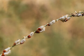 White Pioneer butterfly caterpillar and pupa (Belenois aurota)