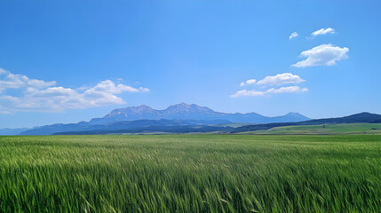 Obraz premium green field and blue sky