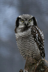 Obraz premium Young Northern hawk-owl (Surnia ulula)...