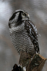Fototapeta premium Northern hawk-owl (Surnia ulula)...