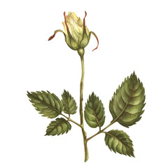 Obraz premium Beautiful yellow buds, green leaves, flower stems isolated on white background. Watercolor illustration template for wedding, birthday, mother's day, gift, wallpaper, stickers, scrapbook