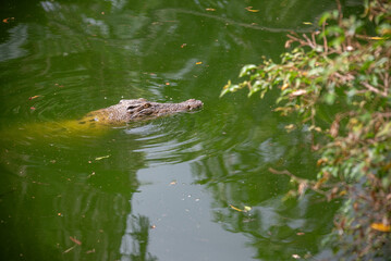 Obraz premium Close Up Of Crocodile Head Swimming In Green Water