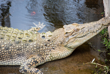 Close Up Of Yellow Crocodile Laying In Water