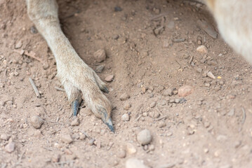 Close Up Of Wallabe Paw On The Ground © daniele russo